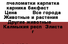 пчеломатки карпатка карника бакфаст F-1 › Цена ­ 800 - Все города Животные и растения » Другие животные   . Калмыкия респ.,Элиста г.